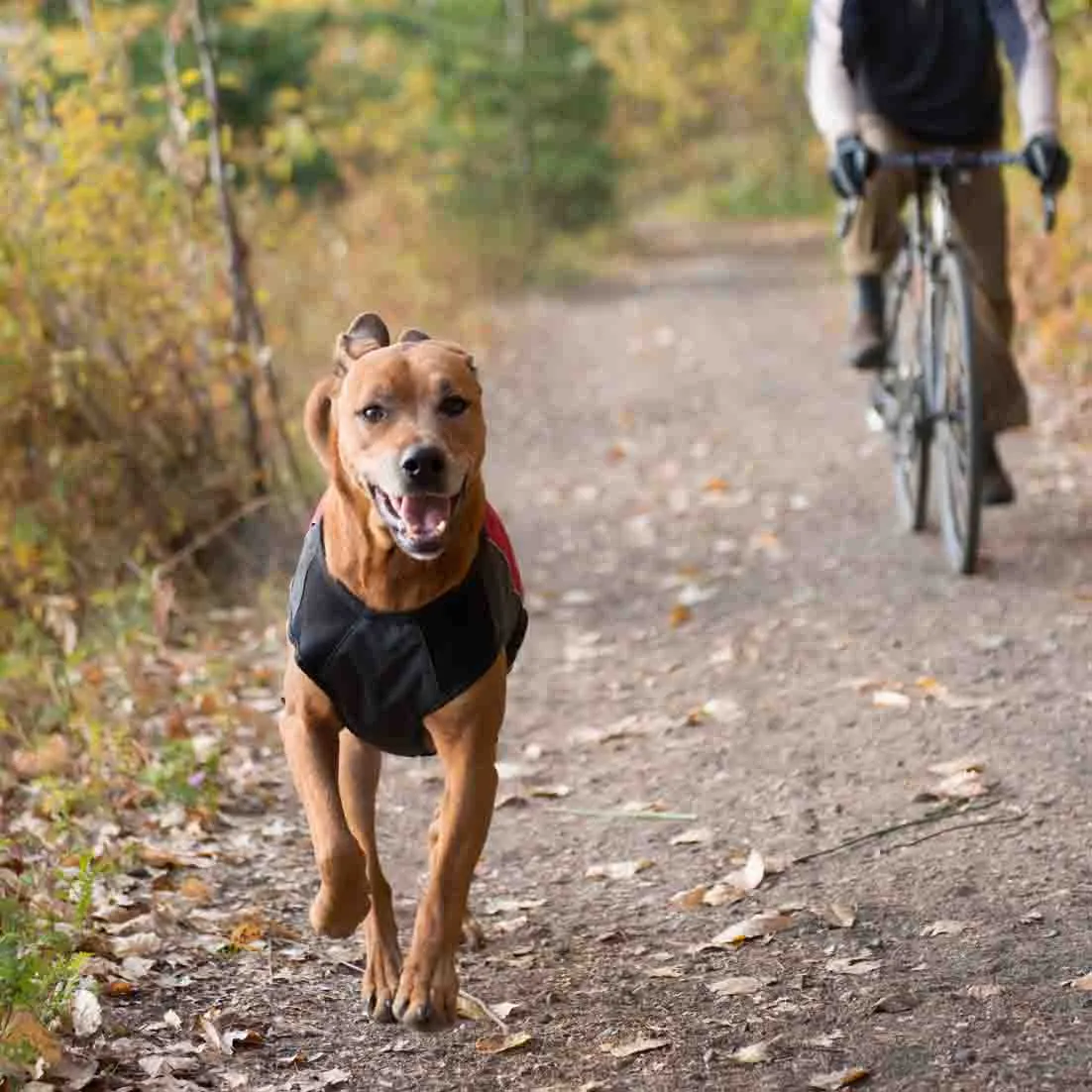 EzyDog Element Jacket - Scarlet Red (Customer Return)