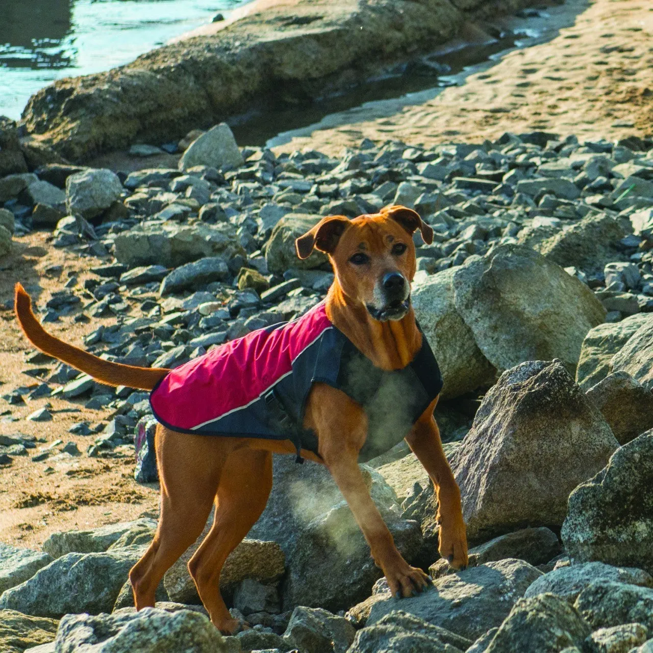 EzyDog Element Jacket - Scarlet Red (Customer Return)